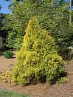 Image result for Chamaecyparis Filifera Aurea. Size: 150 x 200. Source: plants.ces.ncsu.edu