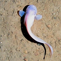 Image result for snailfish. Size: 202 x 200. Source: otlibrary.com