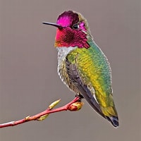 Image result for Anna's hummingbird. Size: 200 x 200. Source: www.birdnote.org