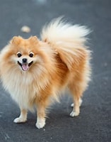 Bilderesultat for spisshunder. Størrelse: 157 x 200. Kilde: www.thesprucepets.com