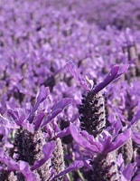 Image result for lavandula stoechas. Size: 155 x 200. Source: www.nature-and-garden.com