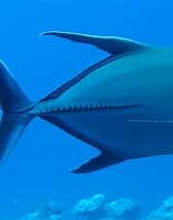 Image result for "Caranx lugubris". Size: 157 x 192. Source: www.picture-worl.org