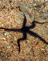 Image result for ophiocomina nigra. Size: 155 x 200. Source: alchetron.com