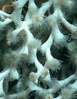 Image result for "lophelia". Size: 156 x 200. Source: portal.gulfcouncil.org
