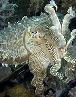 Image result for sepia latimanus. Size: 157 x 200. Source: reeflifesurvey.com