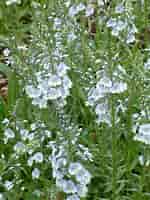 Image result for Veronica gentianoides 'Robusta'. Size: 150 x 200. Source: www.bethchatto.co.uk