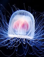 Image result for turritopsis. Size: 155 x 200. Source: geekycamel.com