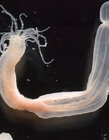 Image result for "Nematostella vectensis". Size: 155 x 200. Source: www.express.co.uk