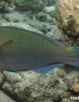 Image result for scarus psittacus. Size: 156 x 200. Source: reeflifesurvey.com
