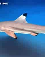 black tip sharks info 的图像结果.大小：157 x 187。 资料来源：www.youtube.com