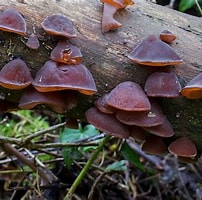 Afbeeldingsresultaten voor Fungi. Grootte: 202 x 200. Bron: www.earth.com