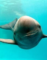 Image result for indo-pacific finless porpoise. Size: 157 x 200. Source: www.goodnewsnetwork.org