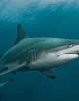 black tip sharks info 的图像结果.大小：155 x 200。 资料来源：www.nationalgeographic.org