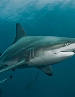 Image result for carcharhinus limbatus. Size: 155 x 200. Source: www.nationalgeographic.org