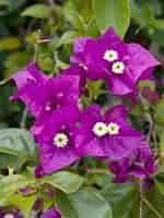 Image result for "bougainvillia Muscus". Size: 150 x 200. Source: www.gardendesign.com