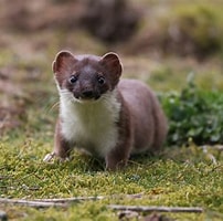 Afbeeldingsresultaten voor stoat animal. Grootte: 202 x 200. Bron: www.pressandjournal.co.uk