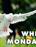 Image result for whit monday. Size: 155 x 200. Source: greetings-day.com