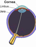 角膜 に対する画像結果.サイズ: 155 x 200。ソース: en.wikipedia.org
