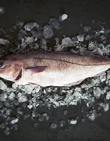 Image result for haddock. Size: 156 x 200. Source: www.qafish.com