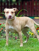 Bilderesultat for amerikansk pitbullterrier. Størrelse: 155 x 200. Kilde: misanimales.com