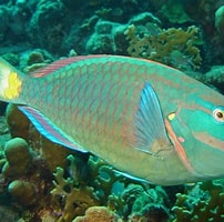 Afbeeldingsresultaten voor Papegaaivissen. Grootte: 202 x 200. Bron: en.wikipedia.org