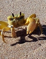 Image result for golden ghost crab. Size: 157 x 200. Source: www.pinterest.com