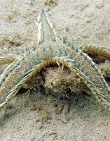 Image result for dorippe frascone. Size: 157 x 200. Source: www.chaloklum-diving.com