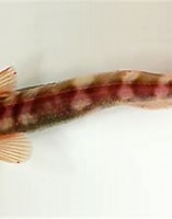 Afbeeldingsresultaten voor "zoarcidae". Grootte: 157 x 164. Bron: www.arcodiv.org
