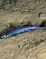 Image result for etmopterus pusillus. Size: 157 x 200. Source: fishesofaustralia.net.au