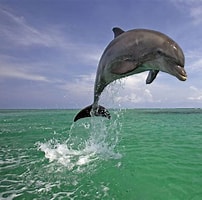 Afbeeldingsresultaten voor geschiedenis dolfijnen. Grootte: 202 x 200. Bron: animalz-lover.blogspot.com