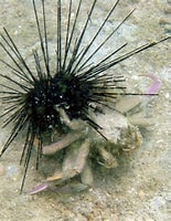 Image result for dorippe frascone. Size: 155 x 200. Source: www.chaloklum-diving.com