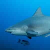bull shark 的图像结果.大小：201 x 200。 资料来源：wallpapercave.com