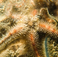 Image result for "Ophiothrix fragilis". Size: 202 x 200. Source: www.flickr.com