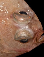 Image result for "glyptocephalus cynoglossus". Size: 155 x 200. Source: www.descna.com