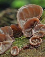 Image result for auricularia auricula judae. Size: 157 x 196. Source: www.fotocommunity.de