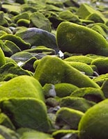 緑藻 に対する画像結果.サイズ: 155 x 200。ソース: creativemarket.com