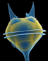 Afbeeldingsresultaten voor dinoflagellates anatomy. Grootte: 155 x 200. Bron: fineartamerica.com