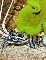 Image result for panulirus versicolor. Size: 155 x 200. Source: www.fishncorals.com