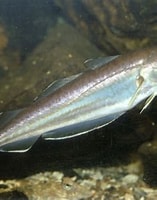 Image result for "Merlangius merlangus". Size: 157 x 200. Source: www.marinespecies.org