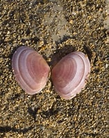 Image result for tellina tenuis. Size: 157 x 200. Source: florasilvestre.blogspot.com
