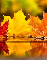 Image result for november. Size: 157 x 200. Source: wallpaperaccess.com