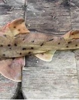 Afbeeldingsresultaten voor "heterodontus mexicanus". Grootte: 157 x 175. Bron: www.mexican-fish.com