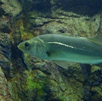 Afbeeldingsresultaten voor moronidae wikipedia. Grootte: 202 x 200. Bron: fishesofaustralia.net.au
