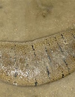 Image result for holothuria scabra. Size: 156 x 200. Source: alchetron.com