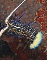 Image result for panulirus versicolor. Size: 156 x 200. Source: www.fishncorals.com