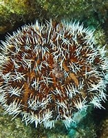 Image result for tripneustes ventricosus. Size: 157 x 187. Source: nl.reeflex.net