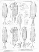 Image result for "pseudochirella Pustulifera". Size: 150 x 200. Source: www.marinespecies.org