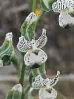 Afbeeldingsresultaten voor "euchirella Galeata". Grootte: 150 x 200. Bron: www.inaturalist.org