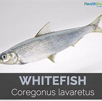 Image result for Coregonus lavaretus. Size: 202 x 200. Source: www.healthbenefitstimes.com