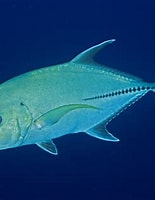 Image result for "Caranx lugubris". Size: 155 x 200. Source: fishesofaustralia.net.au